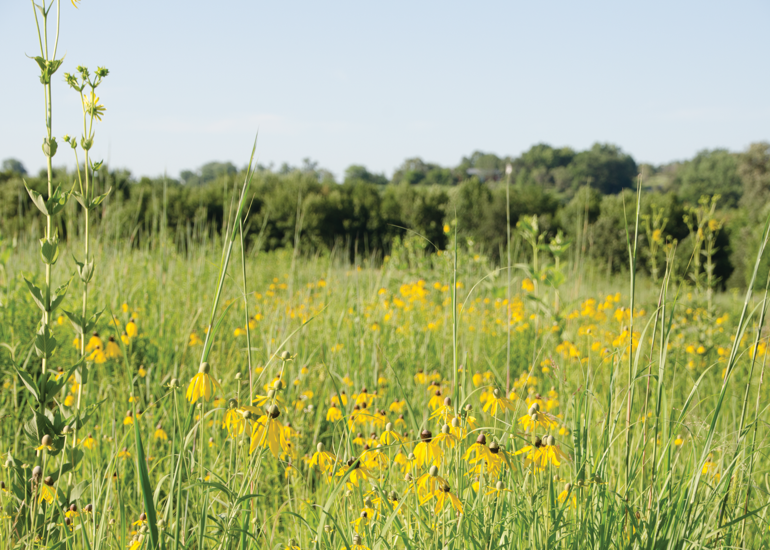 Prairie in summer