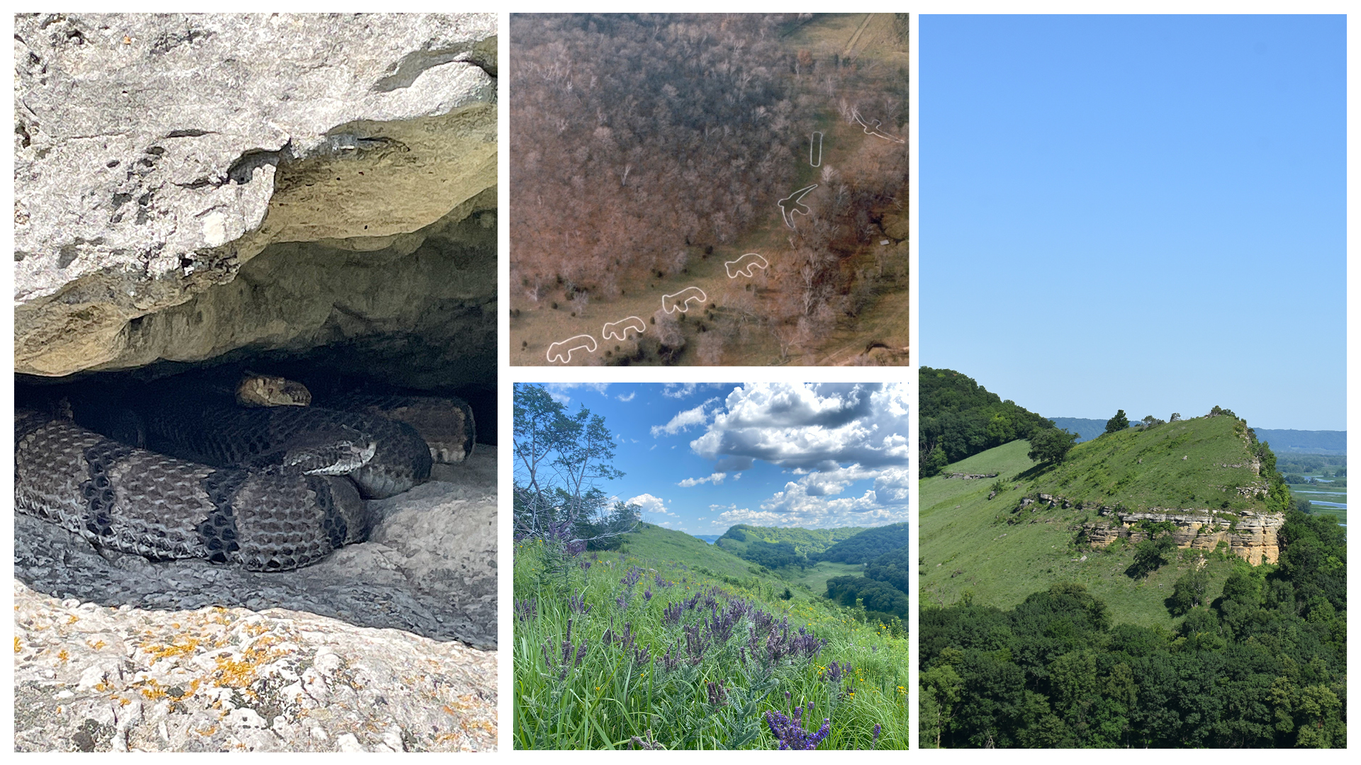 Photo collage featuring rattlesnakes effigy mounds, leadplant and capoli bluff images. 