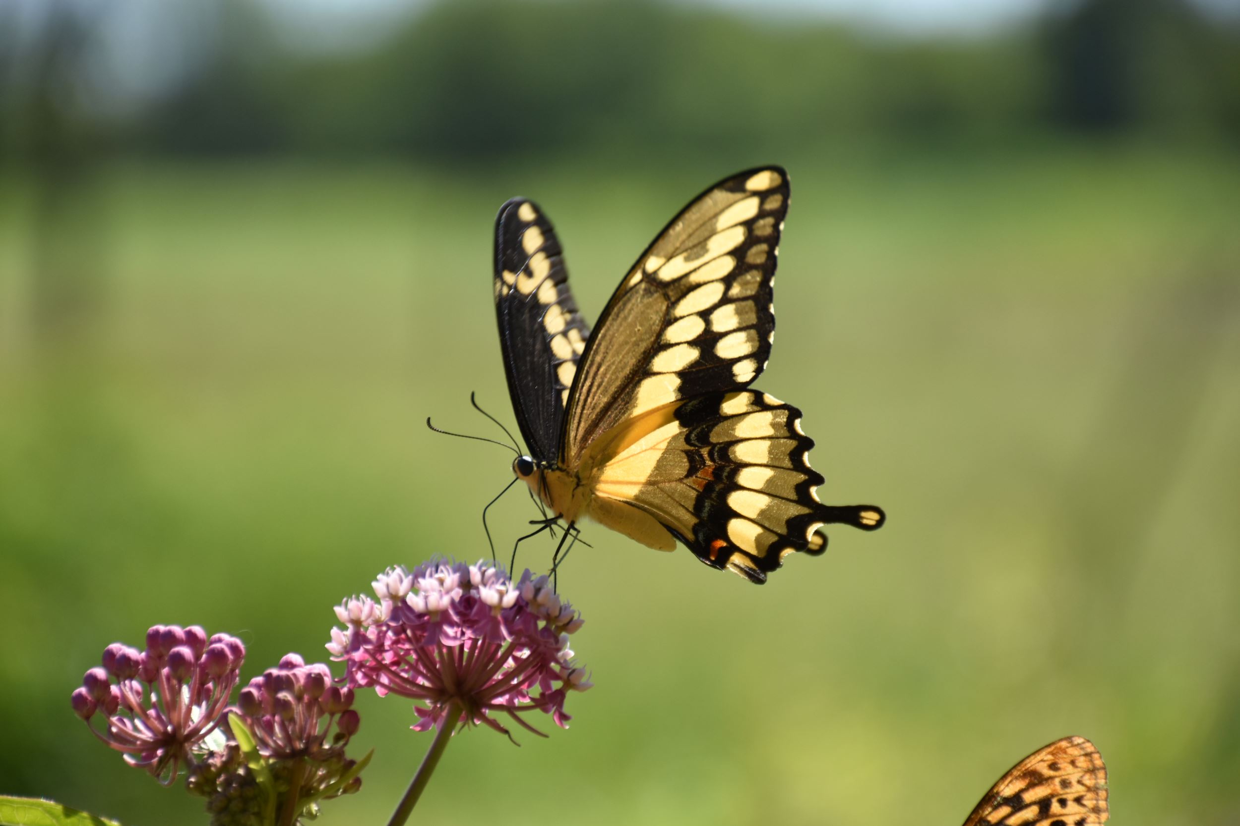 butterfly