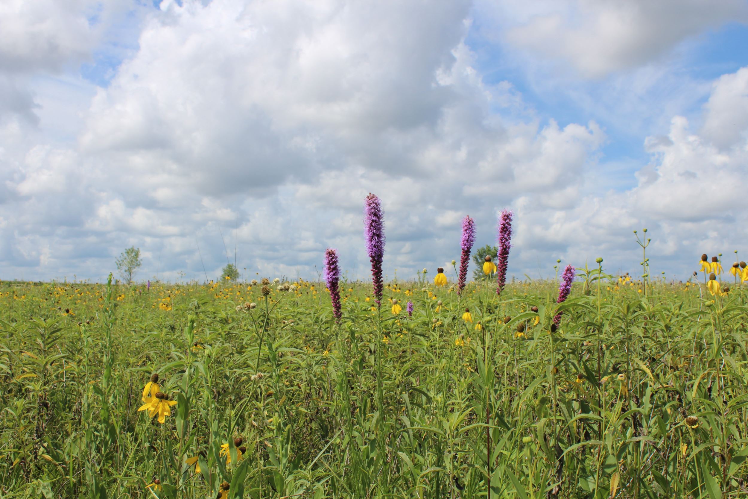 Blazingstar blooms at Meetz Marsh