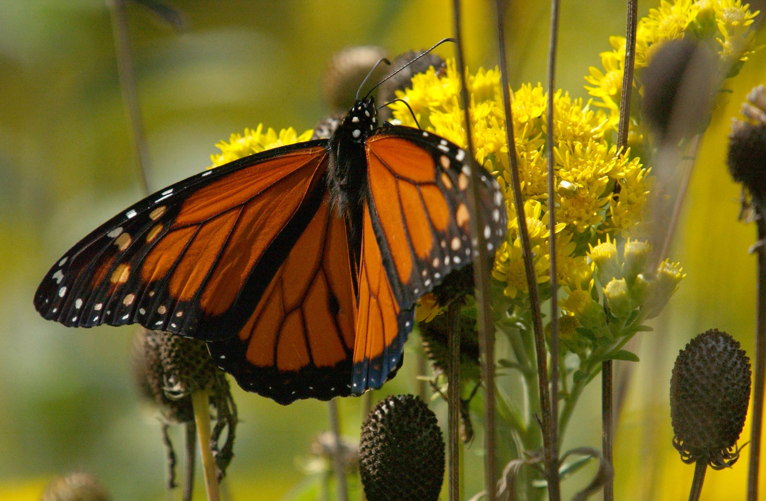 Monarch on Stiff Goldenrod