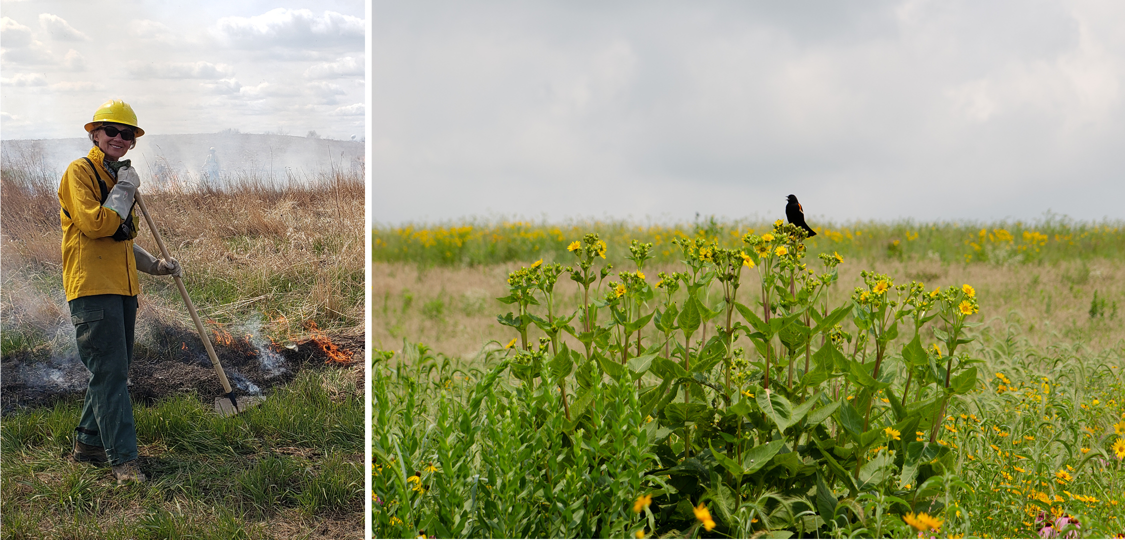 Ann prescribed fire and blackbird