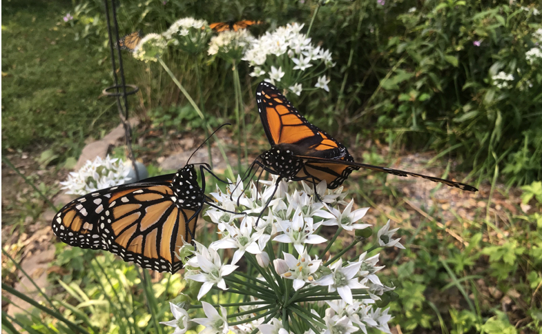 Monarch butterflies