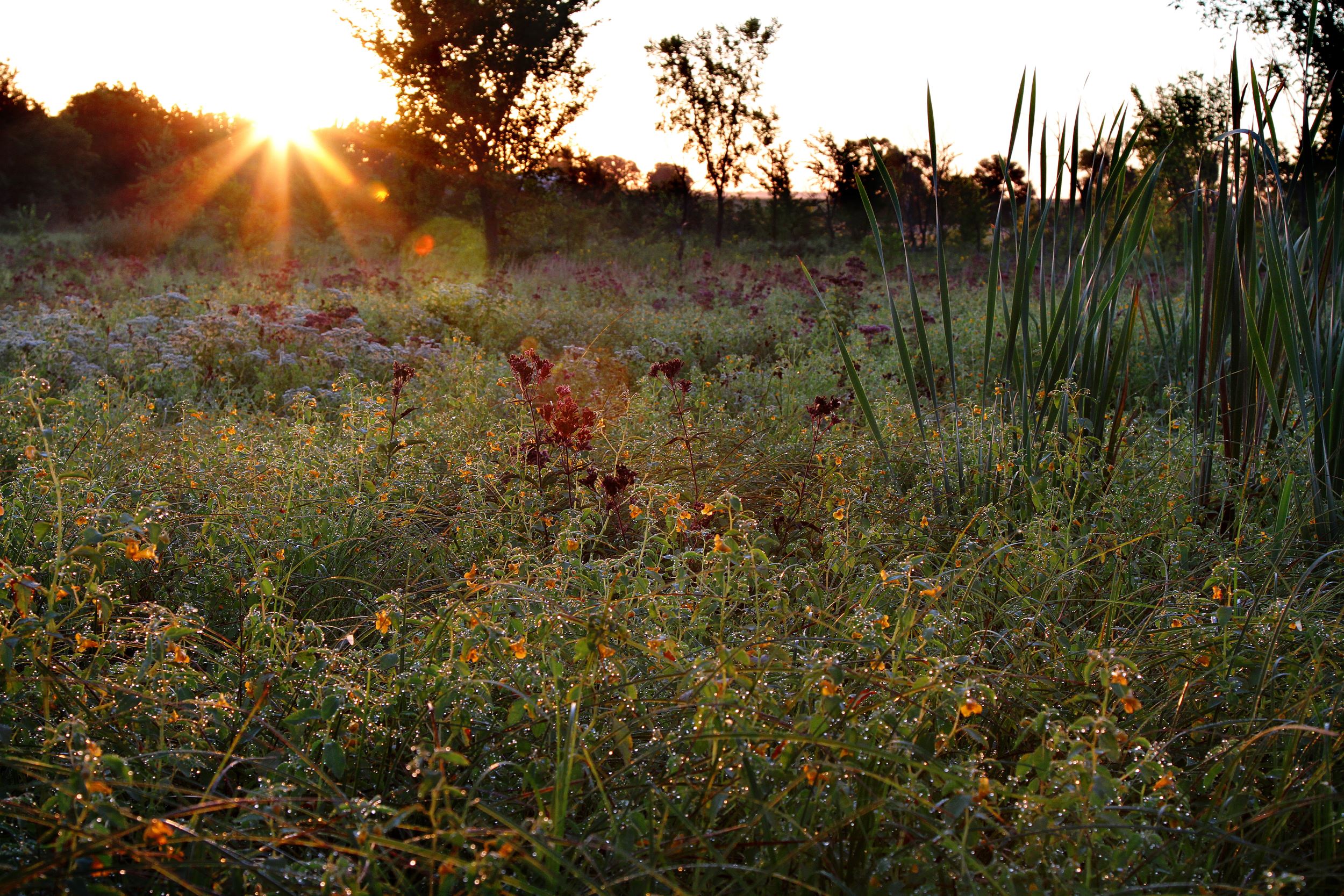 Wetland Wonders