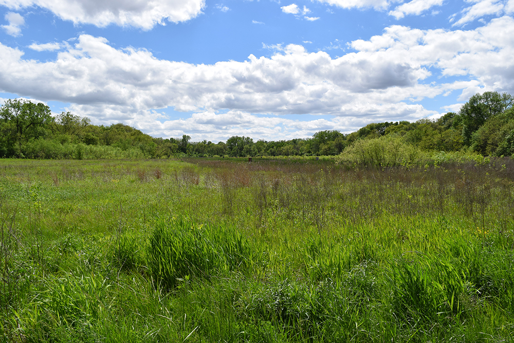 Neff Wetland