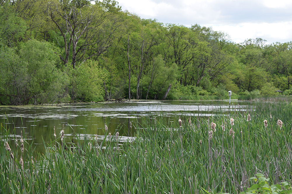 Neff Wetland