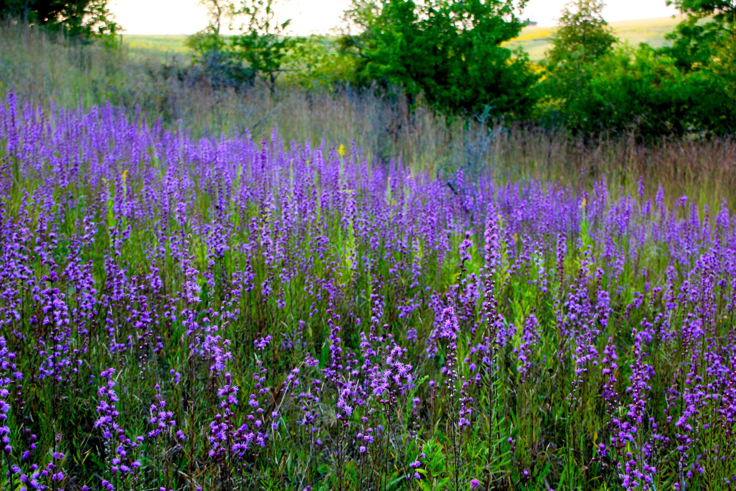 Wildflowers