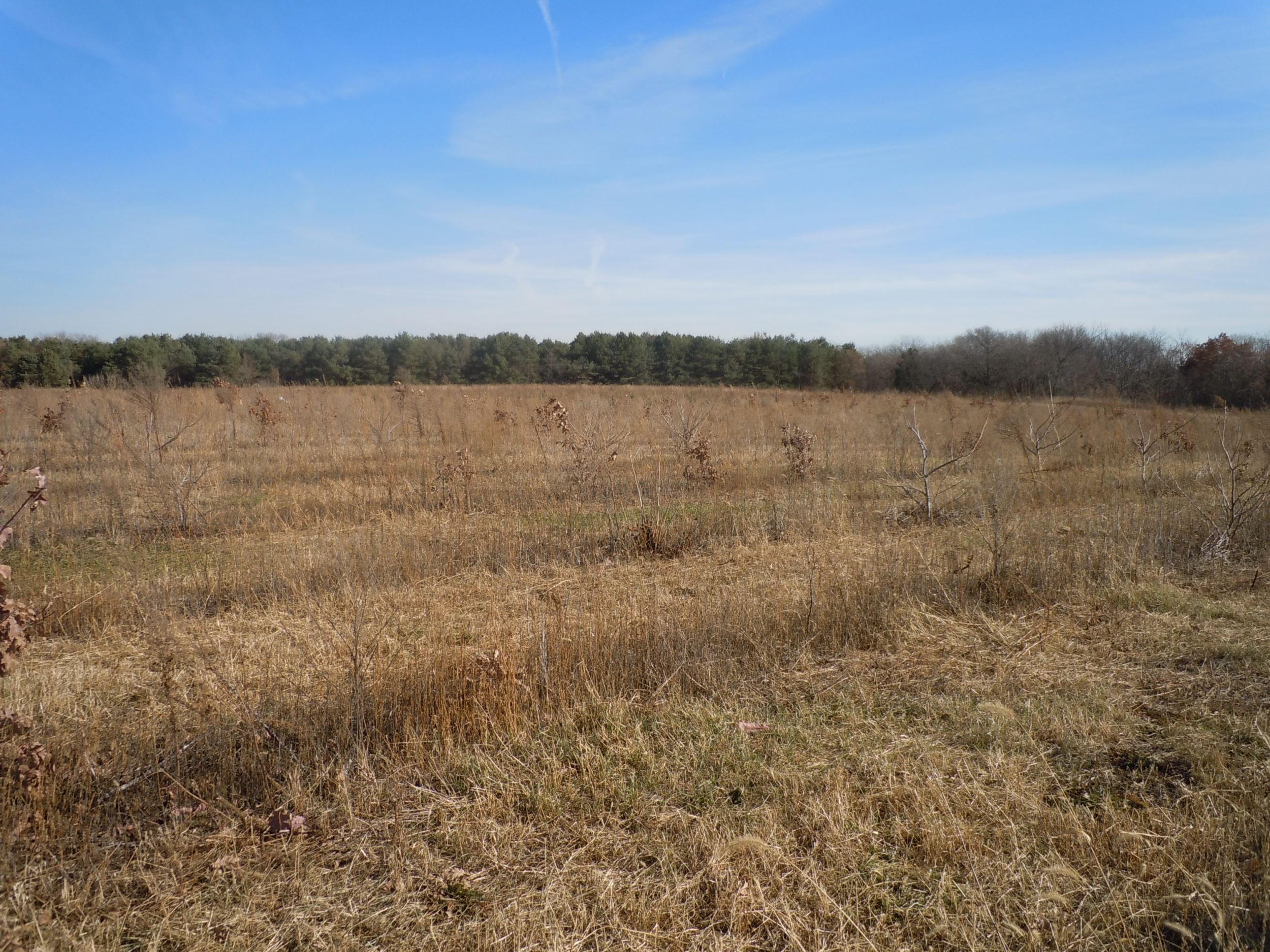 Grassland